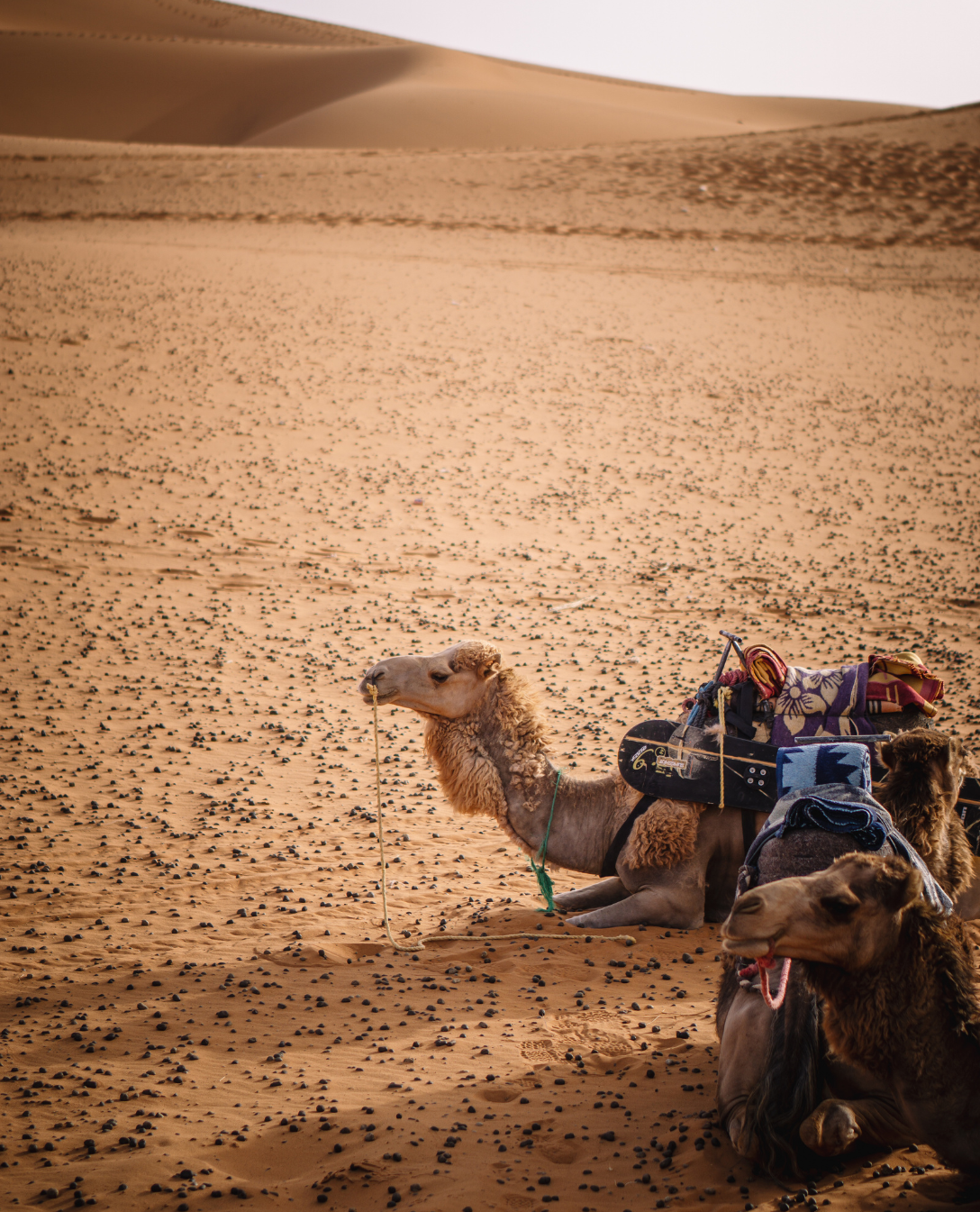 Camel Trek in the Desert Dunes